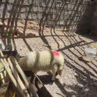 بره  ۴ تا بره نر و۳ تا بره ماده و۵ تا کره