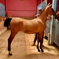 اسب،مادیان،کره ماده کهر طلایی