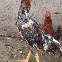 خروس لاری جوان