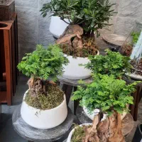 بنسای درجه ۱