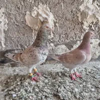 کبوتر کوهی دورگ