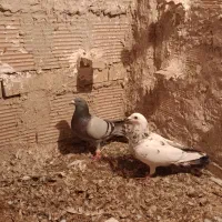 کبوتر پرشی|پرنده|درگز, |دیوار