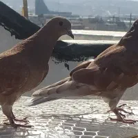 کبوتر پرشی|پرنده|پردیس, فاز ۱|دیوار