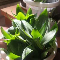 گلدون|گل و گیاه طبیعی|قوچان, |دیوار