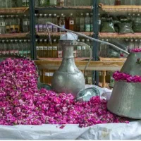 توریکروزه گلاب گیری کاشان نیاسر