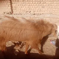 نربوز|حیوانات مزرعه|میان جلگه, |دیوار