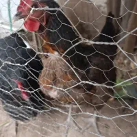 مرغ محلی تخم گذار