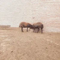 دو راس بره ماده قزل افشار