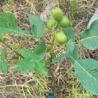 گردو چندلر اصل آذربایجان صادراتی