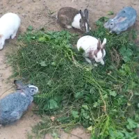 خرگوش در تاریان