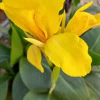 هرس حرفه ای|خدمات باغبانی و درختکاری|قره چای, |دیوار