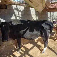 فروش گاو و گوساله|حیوانات مزرعه|پلدختر, |دیوار