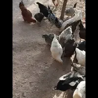 مرغ خروس بوقلمون اردک غاز|حیوانات مزرعه|کرمان, |دیوار