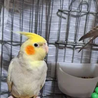 عروس هلندی|پرنده|هشتگرد, شهرک ولیعصر (مصلی)|دیوار