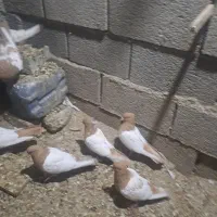 کبوتر و مرغ|حیوانات مزرعه|کوهمره, |دیوار