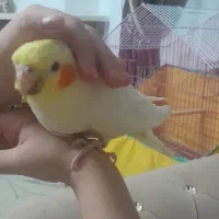 جوجه عروس هلندی لوتینو