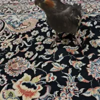 عروس هلندی