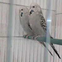 جفت مرغ عشق انگلیسی مولد