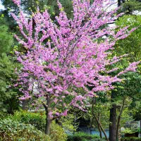 نهال ارغوان|گل و گیاه طبیعی|اصفهان, ارداجی|دیوار