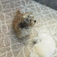 دوتا سگ نر با نمک|سگ|مرند, |دیوار