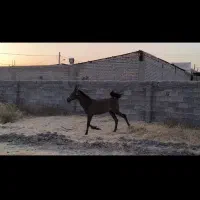 کره اسب نر یکسال|اسب و تجهیزات اسب‌سواری|مرودشت, رودبال|دیوار