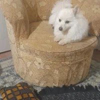 سگ پامر بسیار بازیگوش با ادب|سگ|برخوار, |دیوار