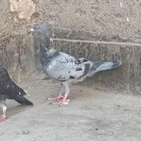 کفتر قلدر|پرنده|مشهد, طبرسی شمالی|دیوار