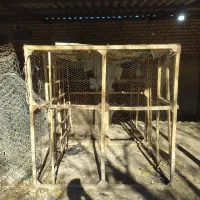 قفس|لوازم جانبی حیوانات|فاضل آباد, |دیوار