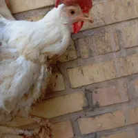 خروس برای قربونی