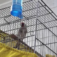 سهره بی نظیر