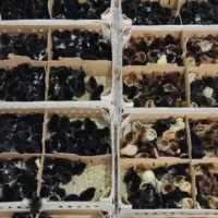 جوجه. رنگی کارتنی