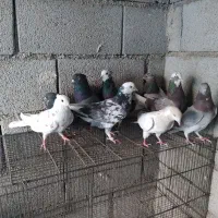 کفتر پرشی یکجایی|پرنده|کهریزک, |دیوار