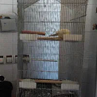 فروش قفسه|فروشگاه و مغازه|مهدی شهر, |دیوار