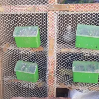 جفتگاه ۱۲تایی فلزی|لوازم جانبی حیوانات|رفسنجان, |دیوار