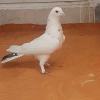 کفتر نر پشت خال سیاه