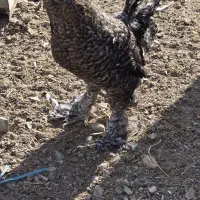خروس سلطان گل باقالی