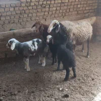 میش بره دار
