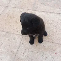 توله سگ بلک