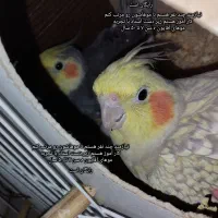 جفت عروس هلندی با جوجه توضیحات