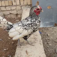 خروس سبرایت مینیاتوری