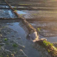 فروش اسپوست علف (یونچه)|خدمات باغبانی و درختکاری|ایرانشهر, |دیوار