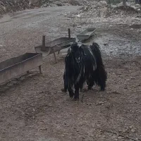 بعده|حیوانات مزرعه|لالی, |دیوار