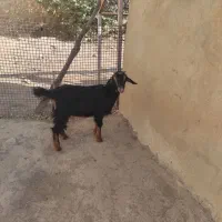 بز و بزغاله|حیوانات مزرعه|ایوان, |دیوار