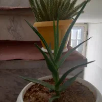 گل طبیعی|گل و گیاه طبیعی|بروجرد, |دیوار