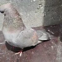 سرور ماده قنار