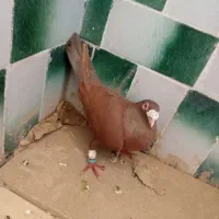 کبوتر پلاکی عراقی نر معاوضه هم دارم۷۵۰