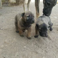 سرابی بینظیر|سگ|تهران, بوستان ولایت|دیوار