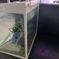 اکواریوم|ماهی|مرند, |دیوار