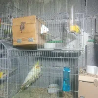 عروس هلندی تک و بالغ، در اب پخش