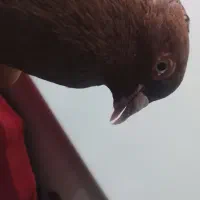 کبوتر